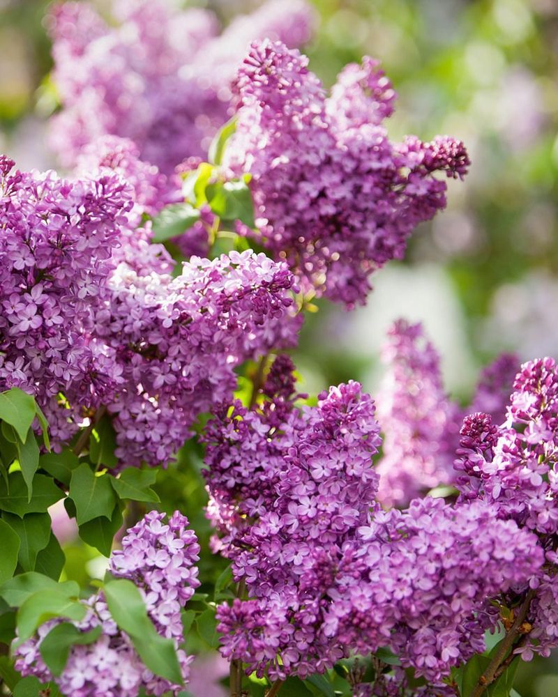 Why Lilacs Don't Need Heavy Fertilizer