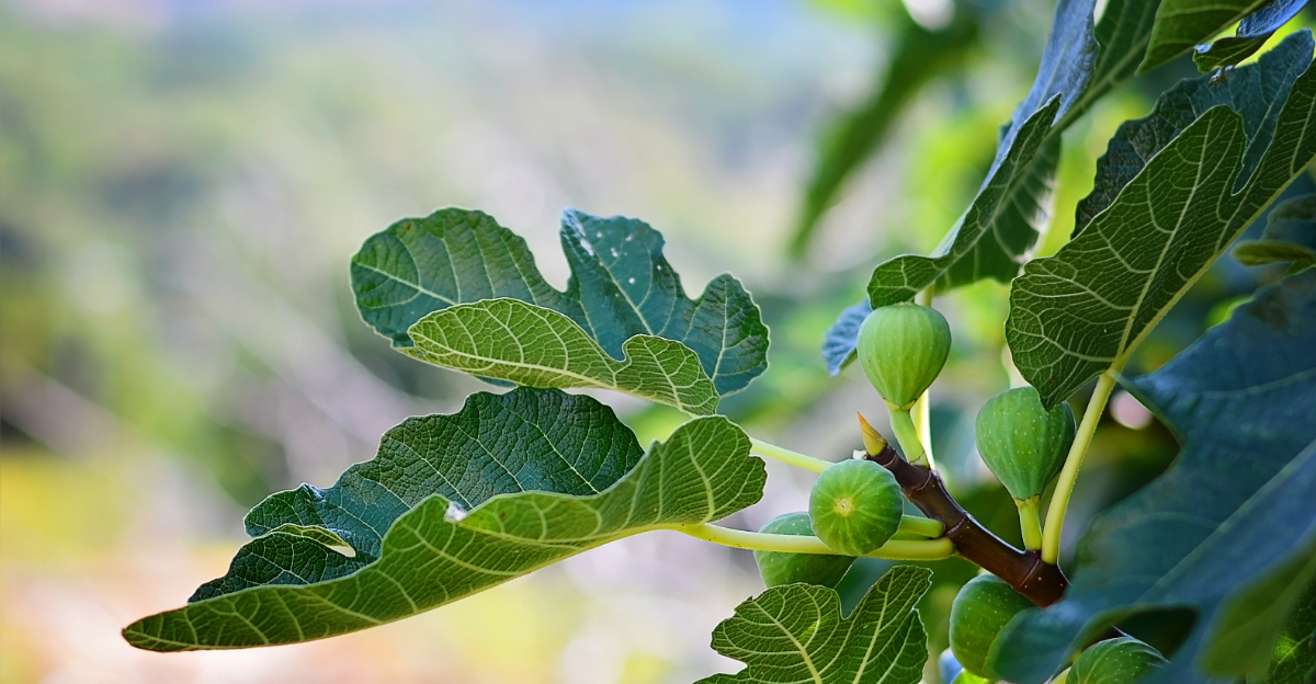 fig tree