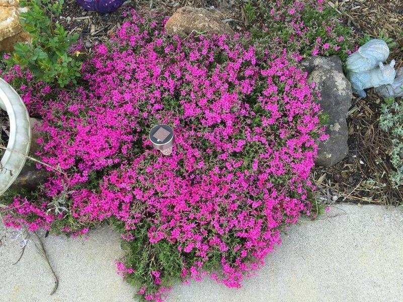 How To Keep Creeping Phlox Looking Full After Bloom