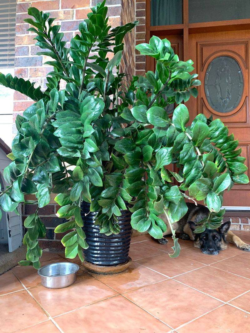 A Slow Grower Can Still Make A Big Impact Indoors