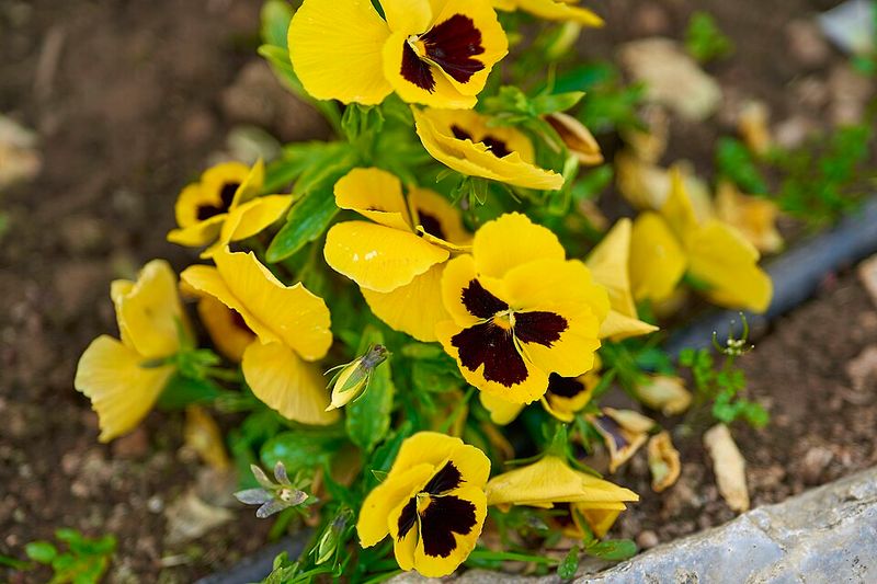Pansies Bring Early Color And Cold-Season Charm