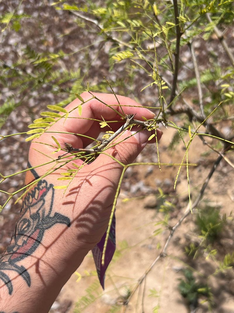 Late February Through April Is When Mesquite Trees Begin Leafing Out
