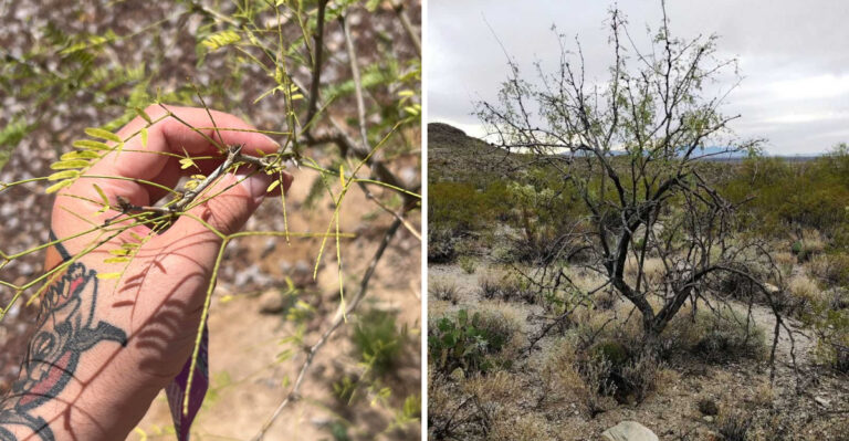 The Early Signs Of Mesquite Trees Leafing Out In Phoenix, Arizona