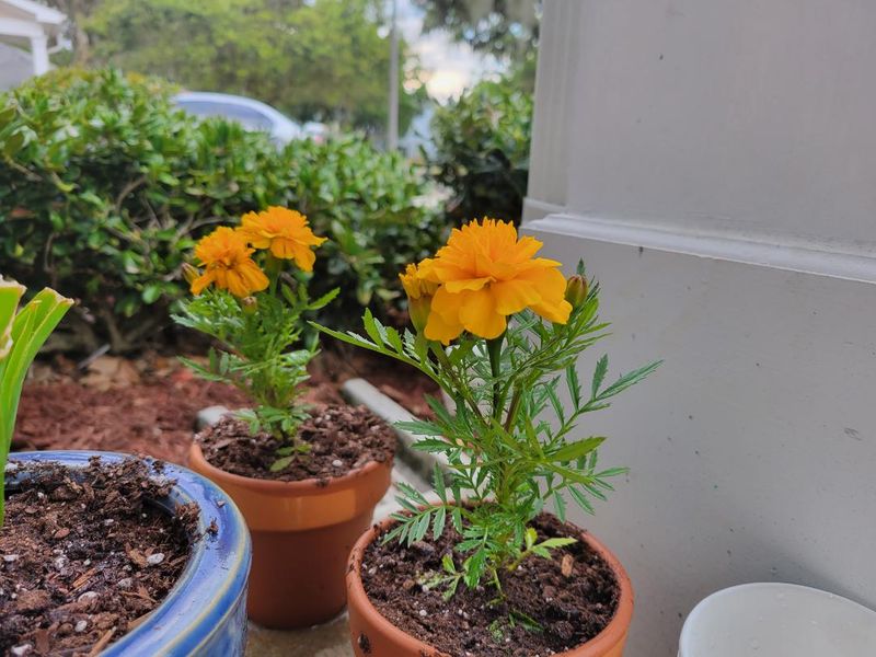 Marigolds