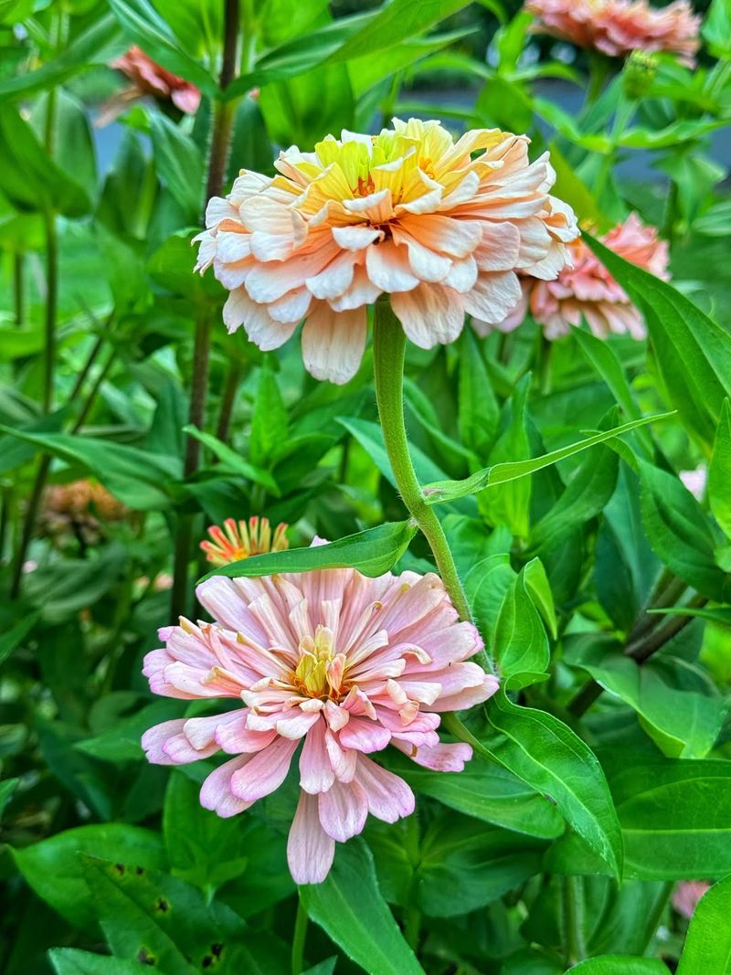 Best Heat-Tough Picks For Inland Areas