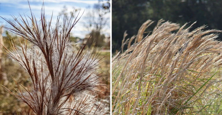 The Easiest Native Grasses To Grow In Your Georgia Garden
