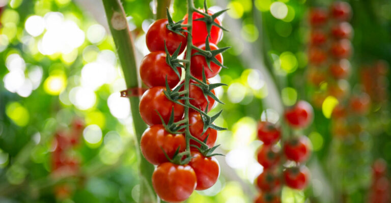 Cherry tomatoes