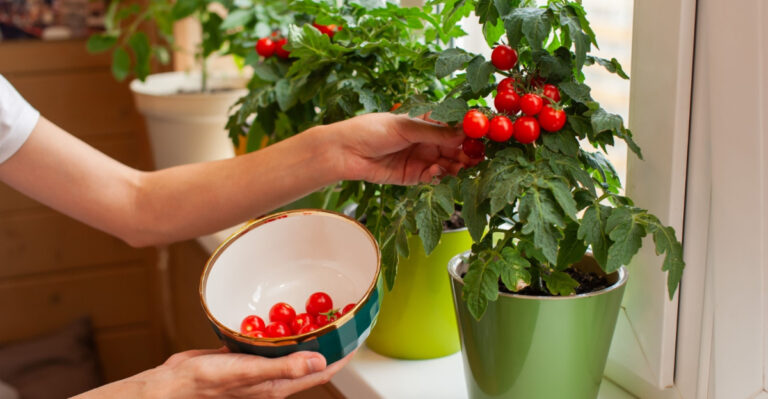 The Easy Way North Carolina Gardeners Can Grow Thriving Cherry Tomatoes In Pots