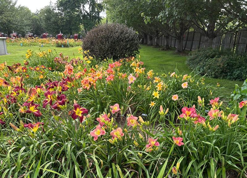 A Timeless Flower That Neighbors Always Notice