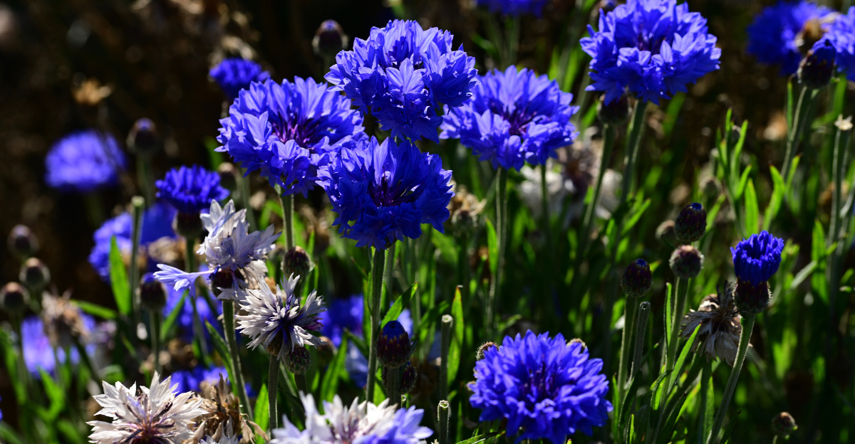 plant (featured image)