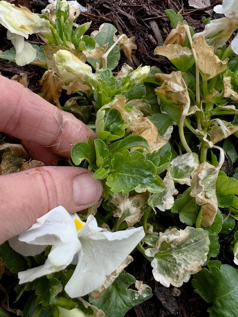 Tiny Green Buds Signal Life After The Freeze