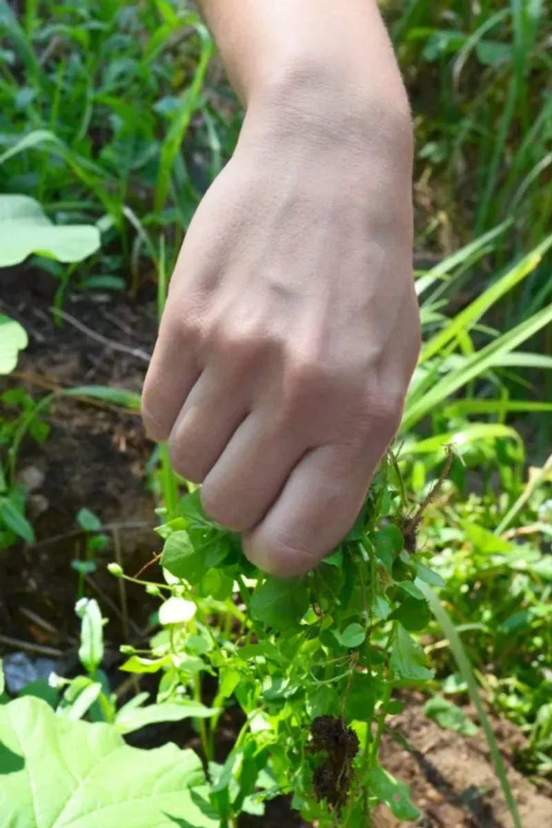 How To Pull Chickweed By Hand Effectively