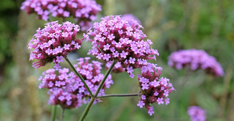 verbena