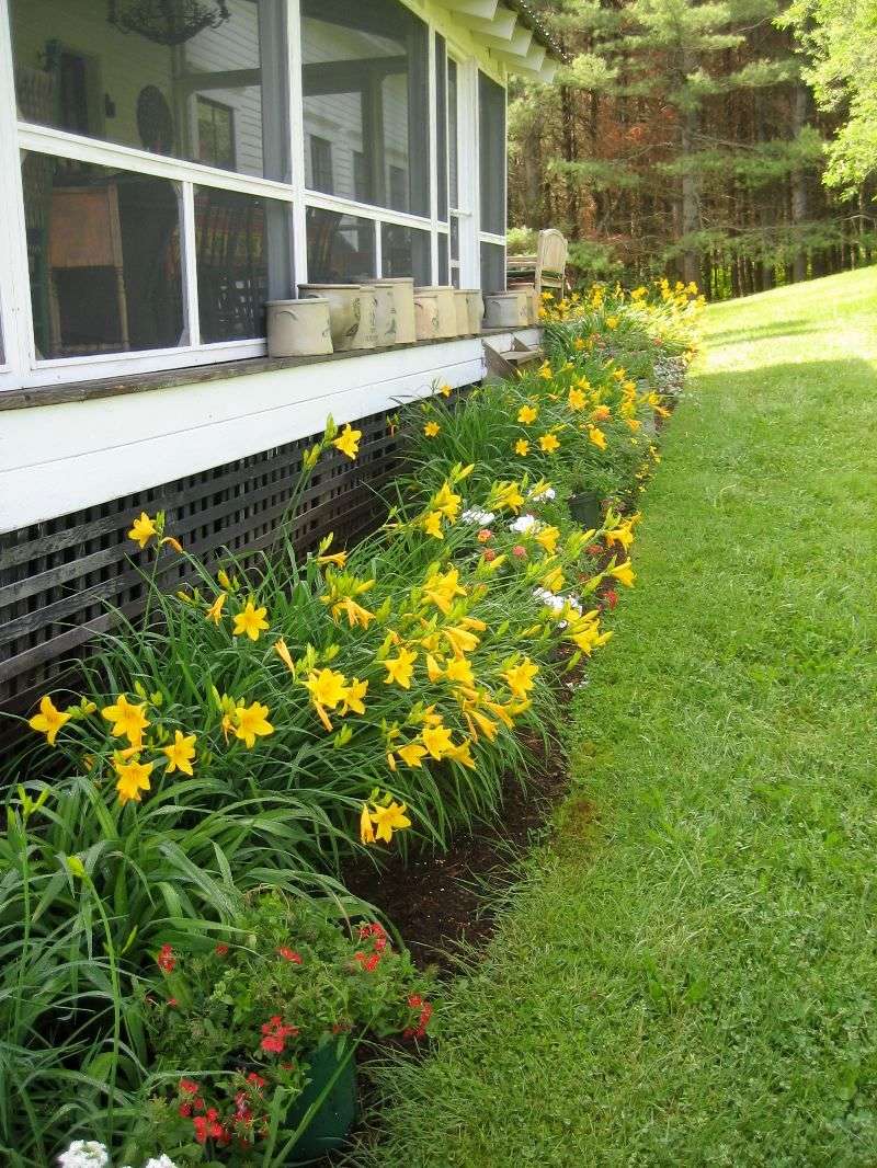 Big Color Without Constant Watering Or Pruning