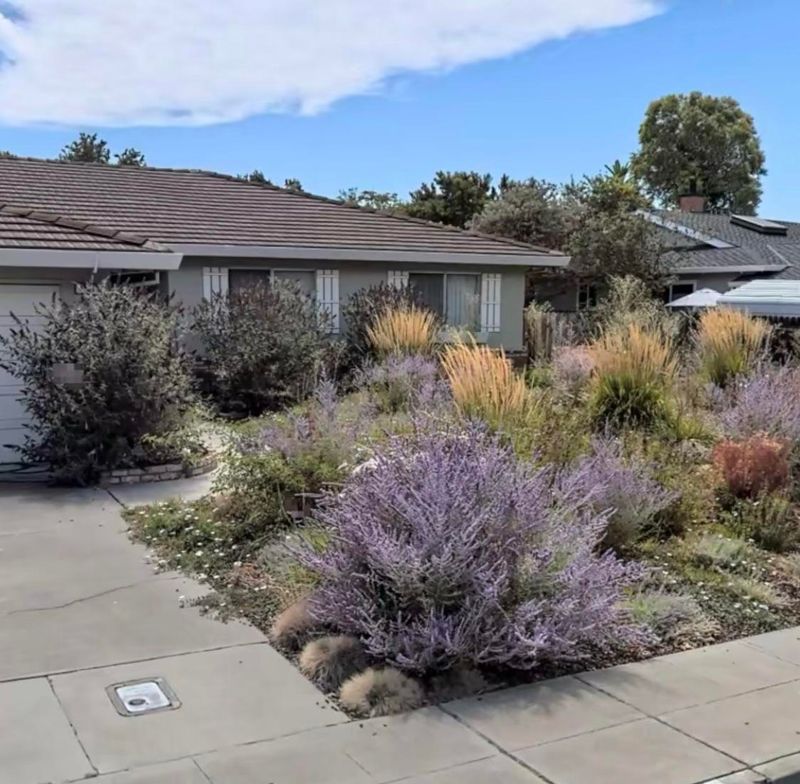Why Lavender Works So Well In California
