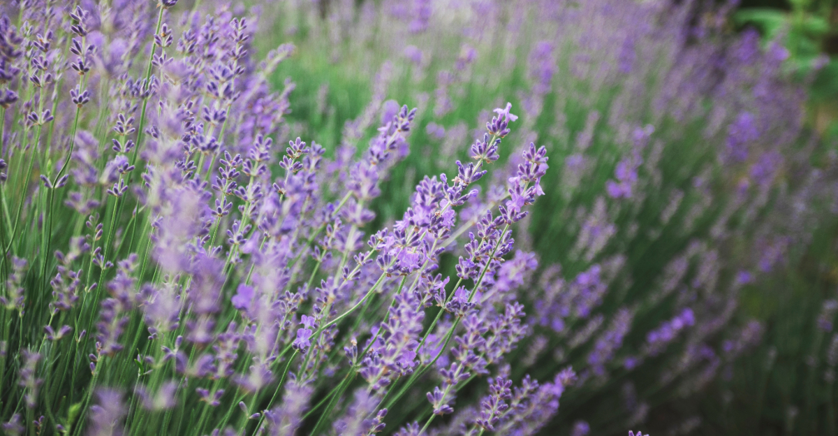 lavander