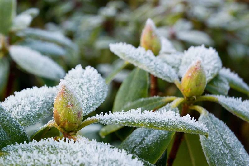 Why Ohio Winters Are Hard On Rhododendrons