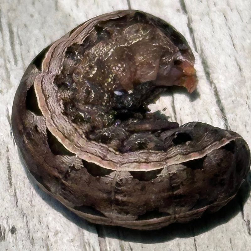 Cutworms Can Sever Seedlings At The Soil Line