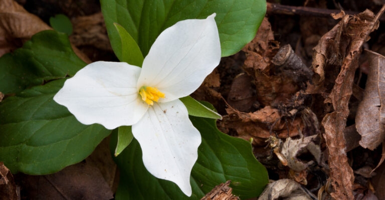 trillium