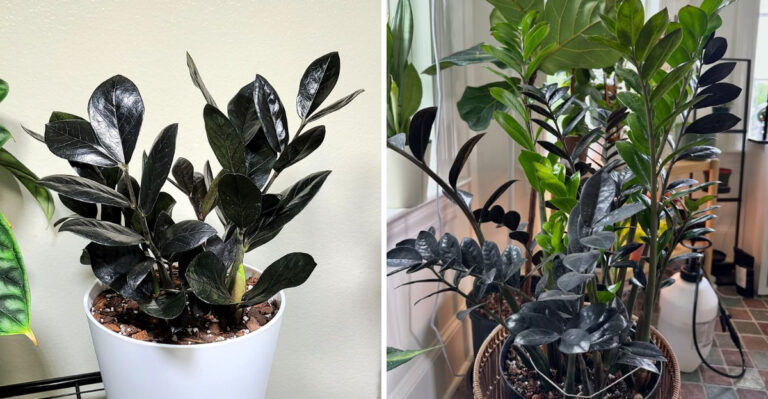 The Houseplant With The Cool Name That Handles Low Light In Georgia Homes