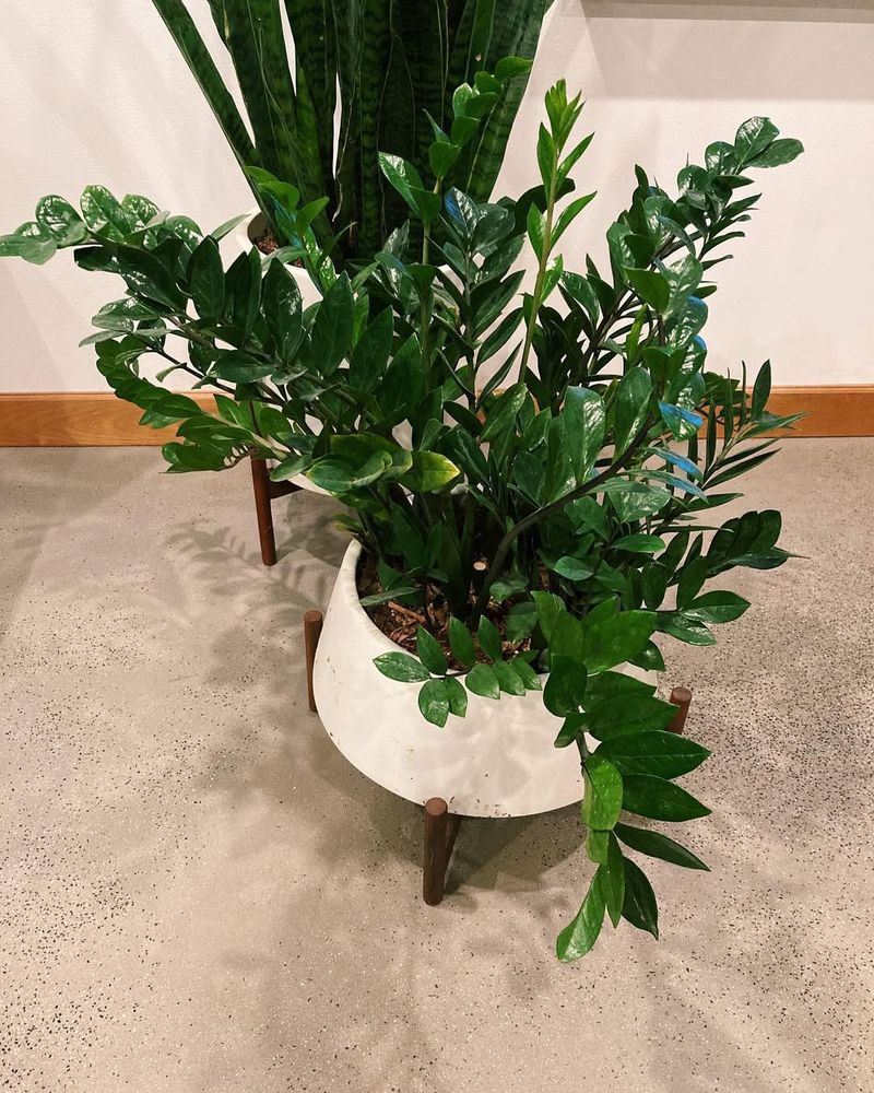 ZZ Plant Tolerates Very Low Light In Arizona Homes