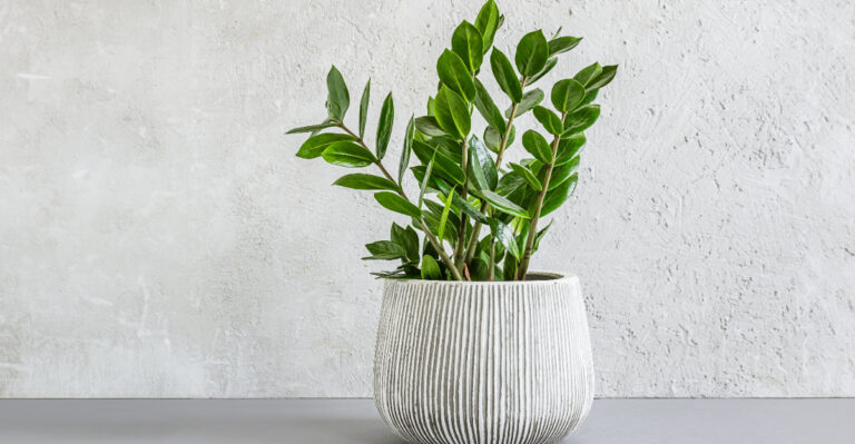 houseplant (featured image)