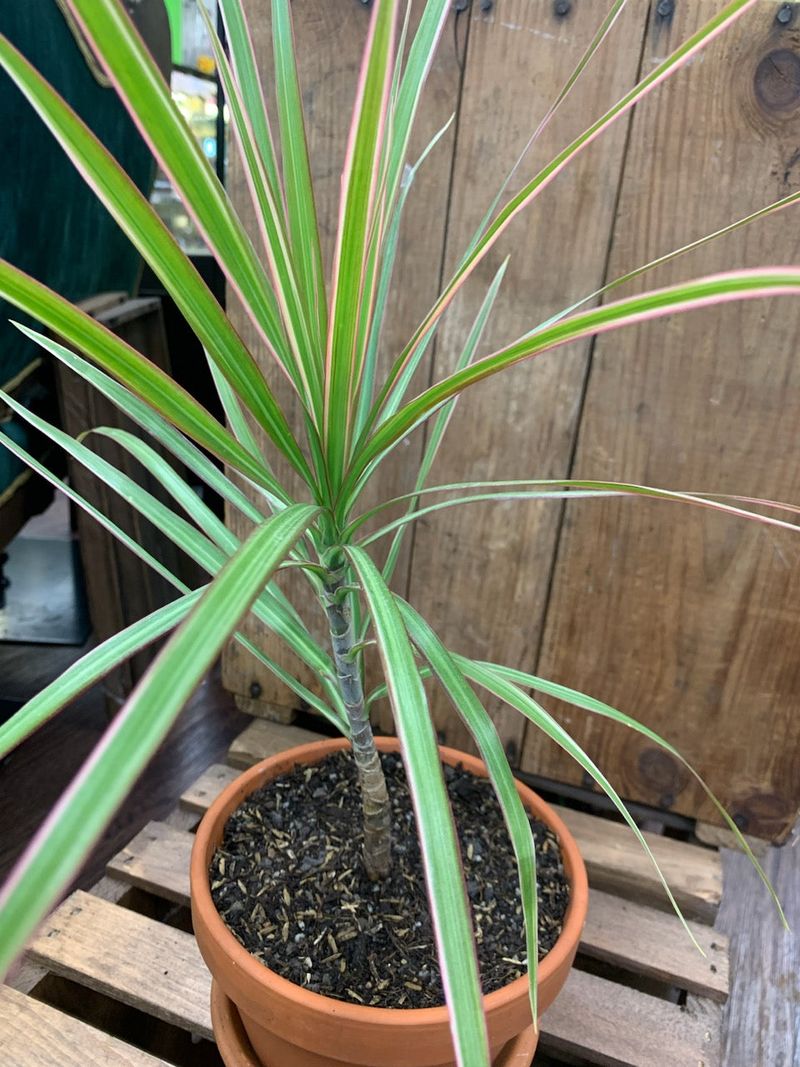 The Madagascar Dragon Tree Comes From A Tropical Island