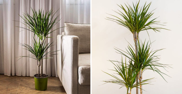 The Houseplant With The Cool Name That Thrives Even In Low Light In Michigan Homes