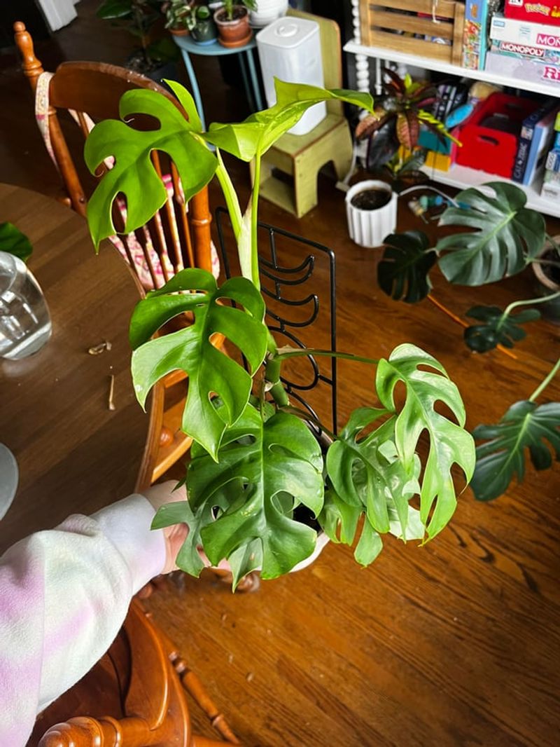 Overwatering Is The Main Cause