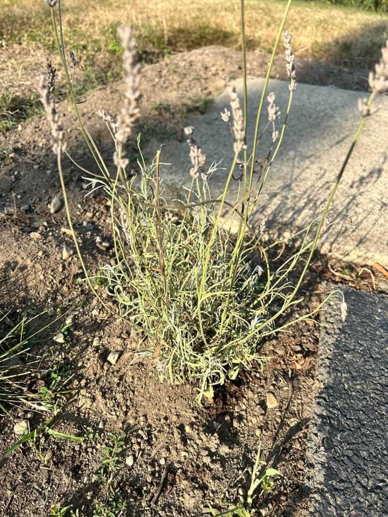Why Lavender Dislikes Wet Soil
