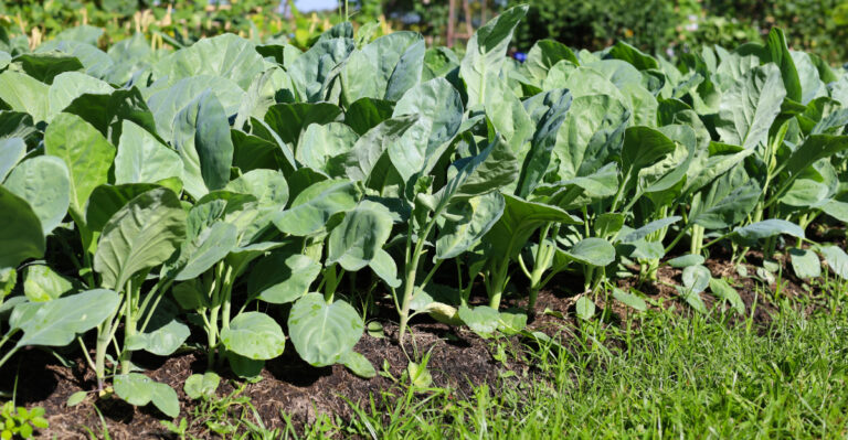 vegetables (featured image)