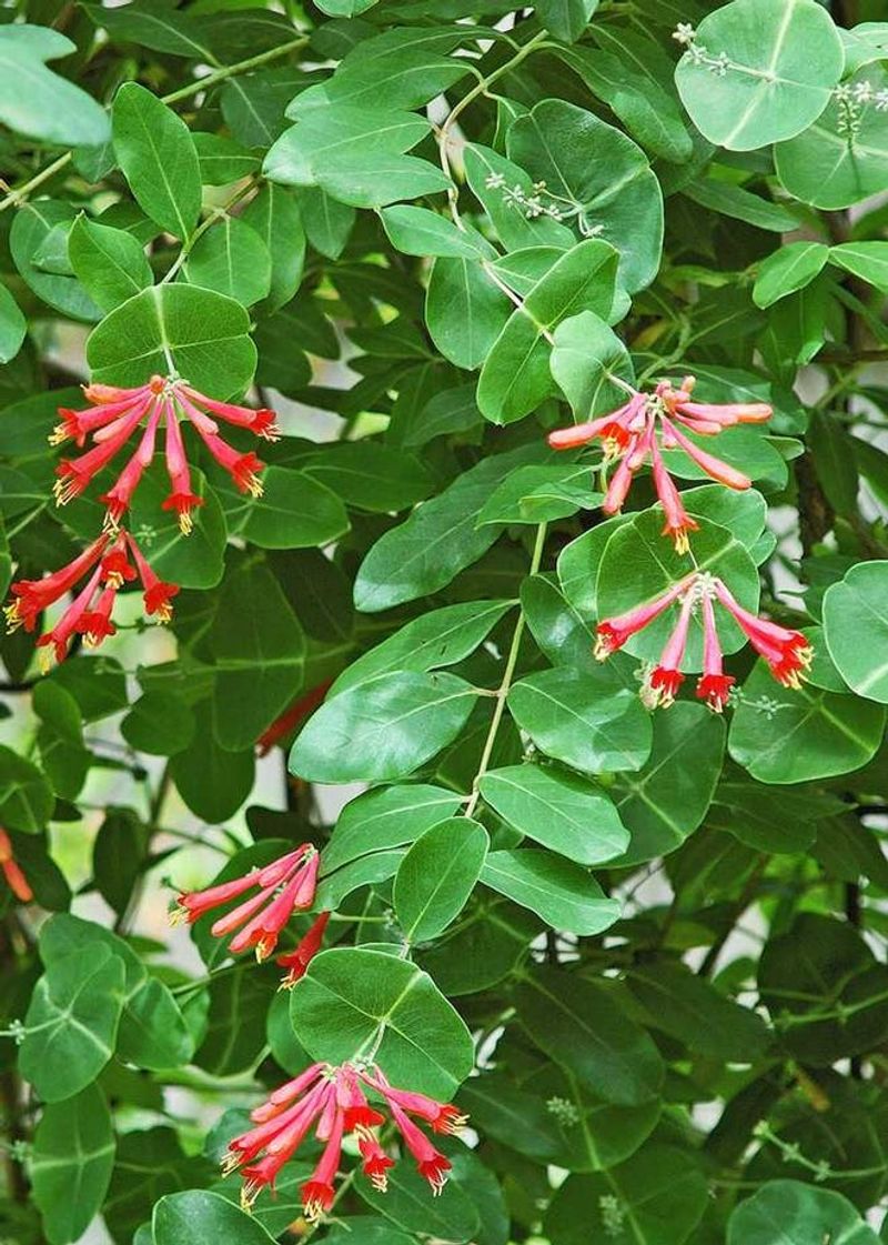 Why Florida Gardeners Love This Low Fuss Vine