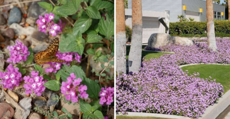 The Low-Maintenance Arizona Ground Cover That Butterflies Can’t Resist