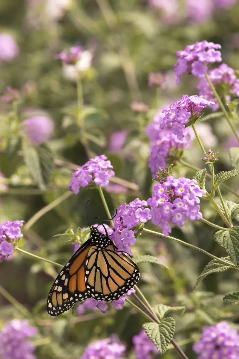 Trailing Lantana Is The Plant Arizona Butterflies Keep Returning To