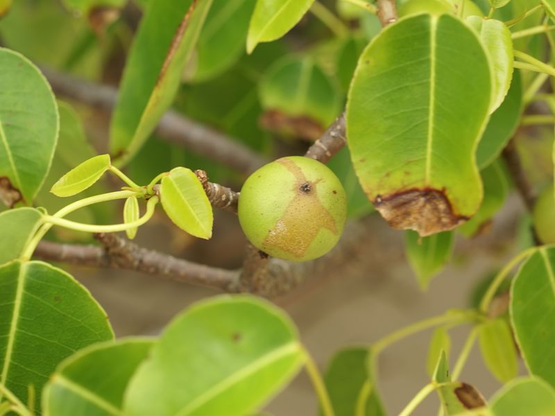 How To Spot The Dangerous Manchineel Tree In The Wild