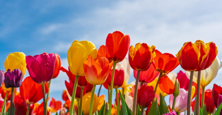 The March Garden Mistakes That Keep Ohio Tulips From Blooming