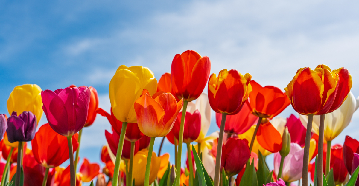 The March Garden Mistakes That Keep Ohio Tulips From Blooming