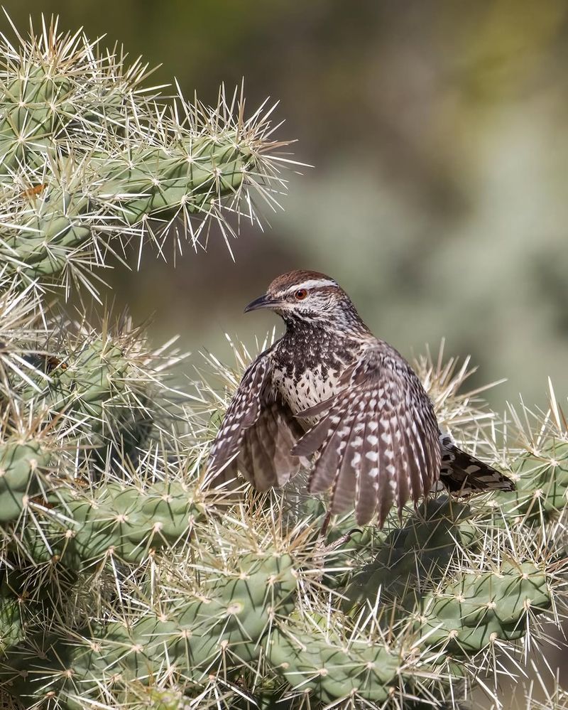 A Cactus Wren Nest Means The Area Feels Safe And Protected