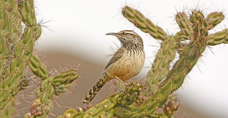 cactus wrens (featured image)