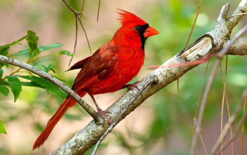 A Bright Red Bird Means Your Yard Feels Safe