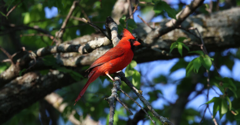 cardinal in a tree