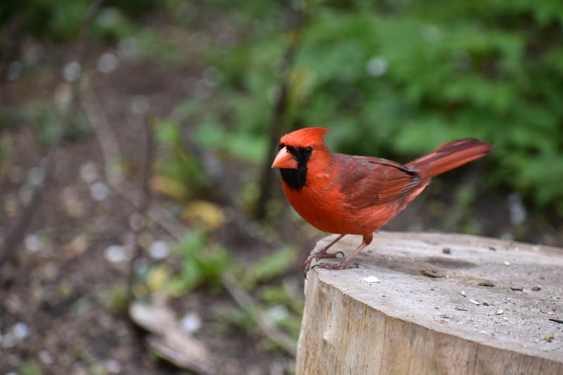 A Safer Yard During Cardinal Nesting Season