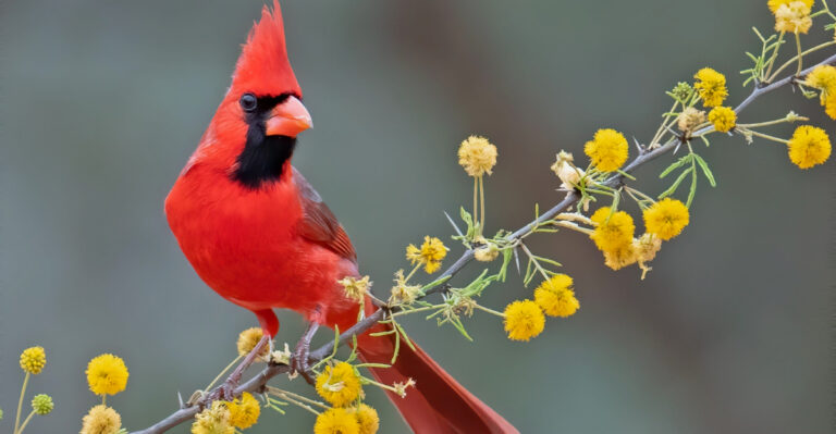 The Meaning Behind Seeing Cardinals In Your Ohio Yard