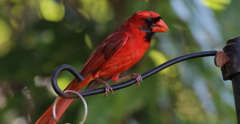 northern cardinal (featured image)