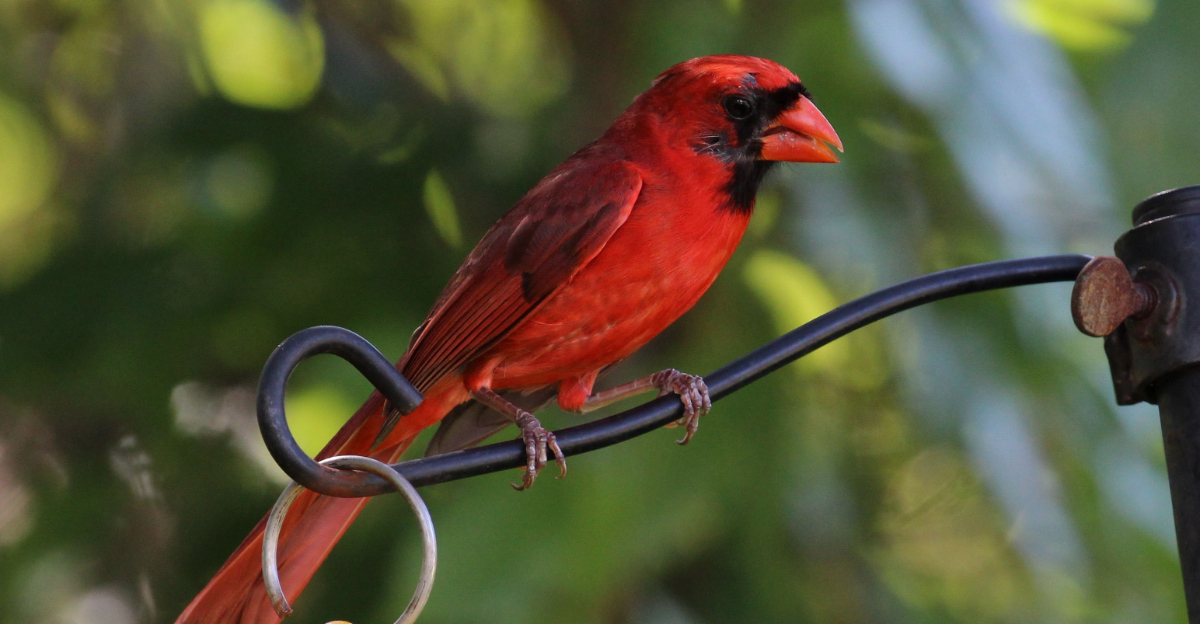 northern cardinal (featured image)