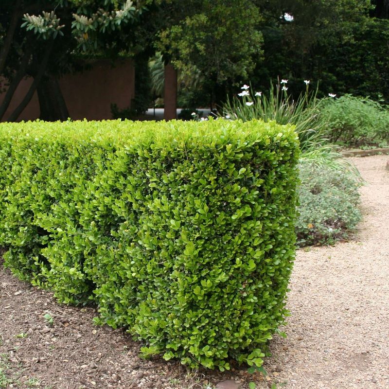 Boxwood