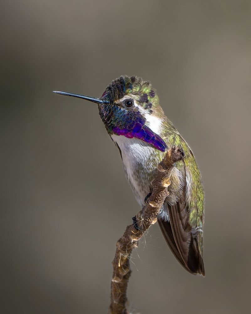 Costa's Hummingbird 