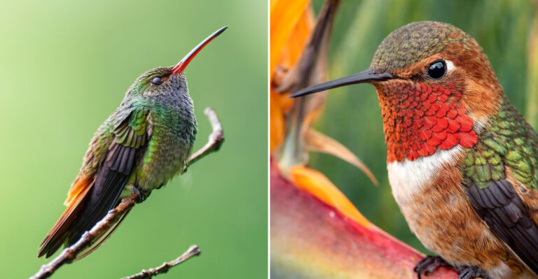 vibrant humminhgbirds