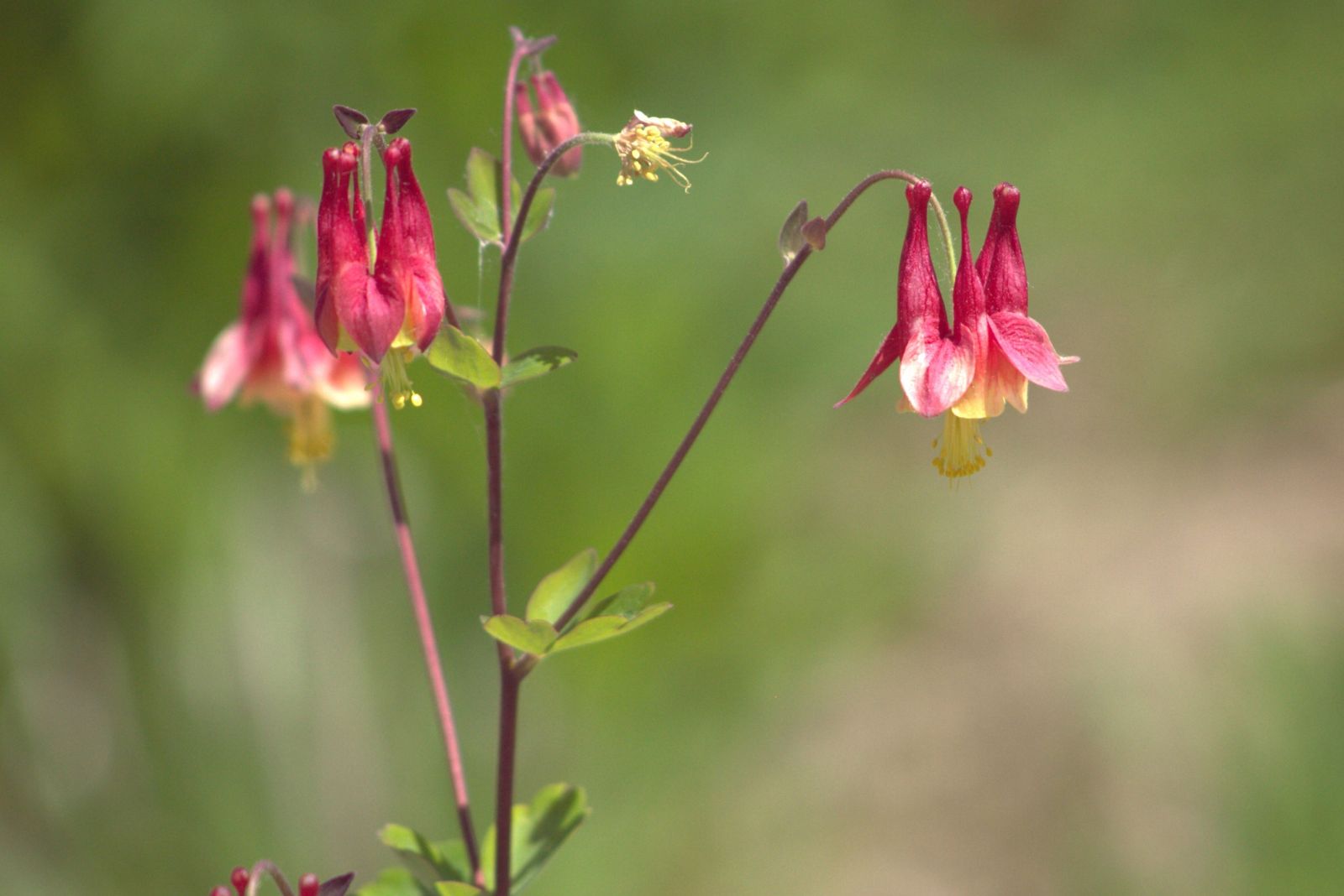 wild columbine