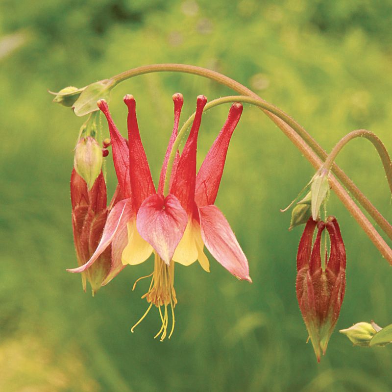 Why Wild Columbine Is A Must-Have For Pennsylvania Gardens?